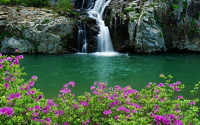 명지산의 봄