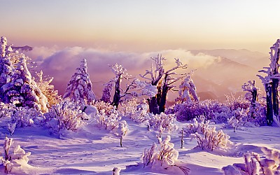태백산의 겨울