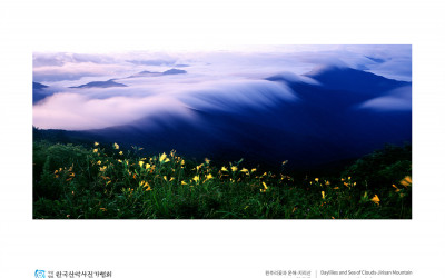 원추리꽃과 운해