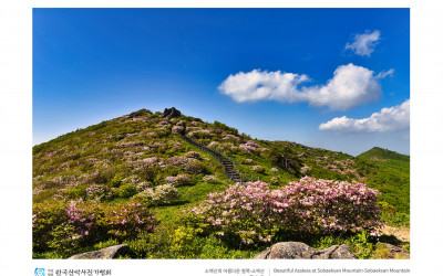 소백산의 아름다운 철쭉