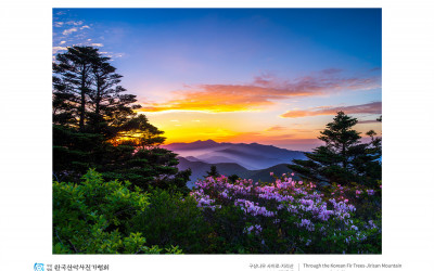 구상나무 사이로