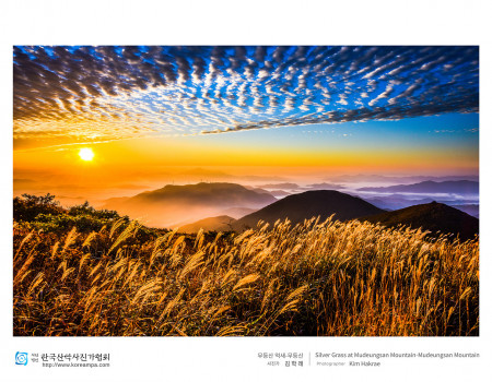 무등산 억새