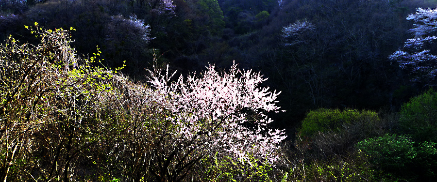 


 오!!!!
 열 여섯 순정 같은 꽃,,,

