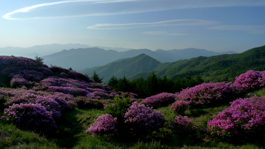 바래봉의 철쭉이  좀 보자한다고 기불이와서 . 곧 바로  바래봉으로 이동합니다.
만개한 바래봉의 철쭉밭입니다.. 
낼 모레 까지는 촬영이 가능할 듯 합니다. 

비내리고 나면  장담 할 수 없지만  팔랑지는 절정이고  팔랑치 밑은 
지기 시작하였습니다.
서울의 박석기 교수님 이옥행님 .조 준님.이선생님을 만나 밤길을 오름니다.
약속도 없이  철쭉 꽃 밭에서 송 광건 선생님을 만났습니다.

그리고 80세 할머니 사진가를 뵈었는데 허리가 거의 90도 꼬부라진 분인데..
지팡이를 집고 오르 셨더군요.. 그 분이 날리는 샷이 경쾌하고   존경스러웠습니다..

오늘은 등산객도 없고 사진가도 적어서  깨끗한 샷을 즐겼습니다..
시야도 좋고 빛도 알맞았습니다.. 58이 기대 됩니다..
