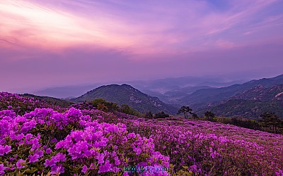 황매산