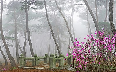 송림