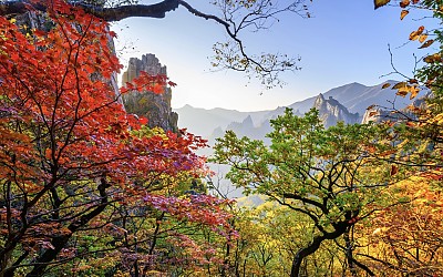 설악 단풍