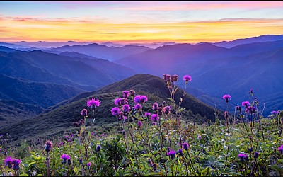 산비장이