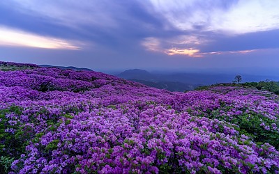 황매산