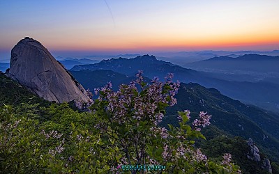 북한산 산라일락