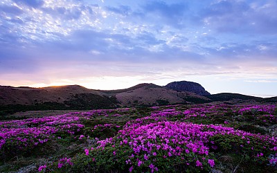 한라산철쭉