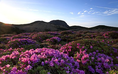 한라산 철쭉
