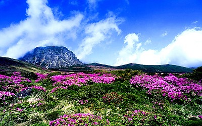 한라산 철쭉