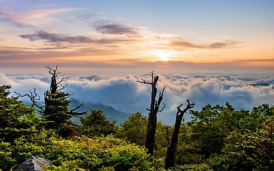 고사목 운해