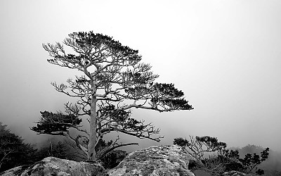 독야청청 아름다운 쏭