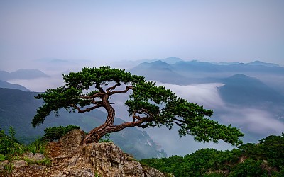 소낭구