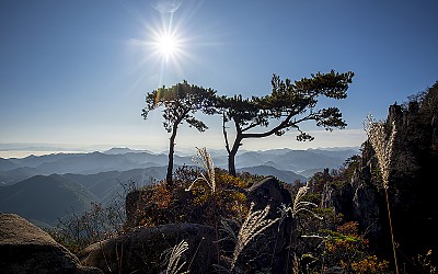 부부송