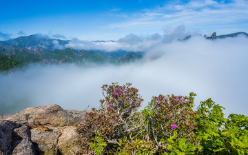 설악 신선대 털진달래