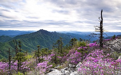 진달래 동산