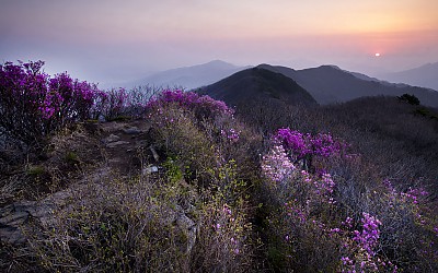 고리봉 진달래꽃