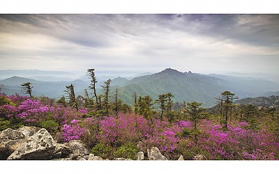그리움의 설악산