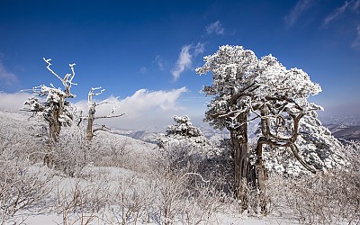 태백 주목