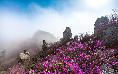 진달래 동산 2