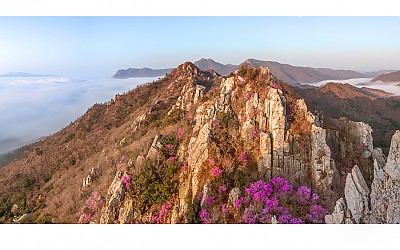 진달래 동산