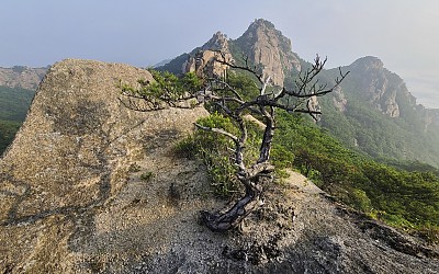 작은 소나무
