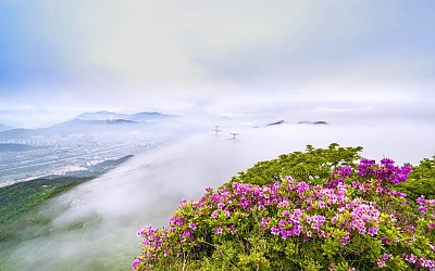 금정산 철쭉