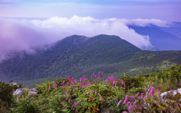 덕   유   산     오    이     풀