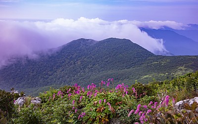 덕   유   산     오    이     풀