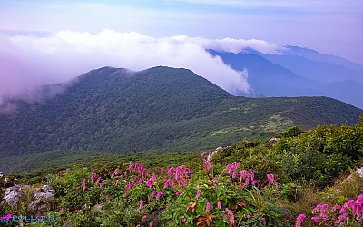 덕유산 오이풀