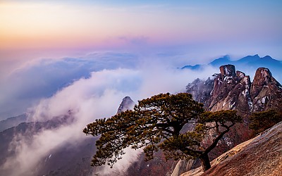소나무는 그곳에 있는데