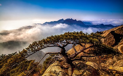 의상능선을 바라보는 소나무가 있는곳