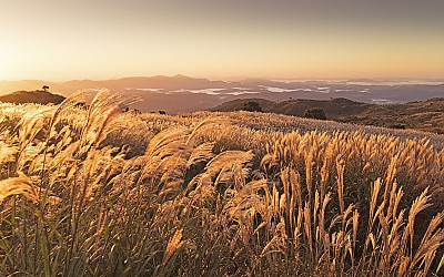 황매산 억새