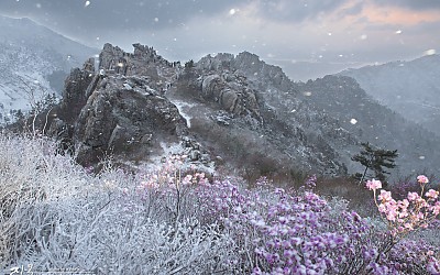 주작의 春雪