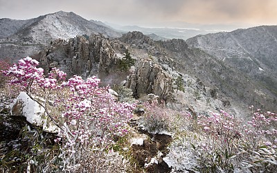 주작 春雪 #2