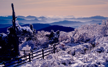 북덕유 대표 고사목