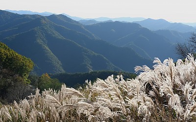 민둥산 억새