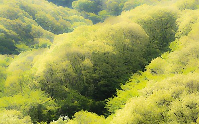달궁의 봄