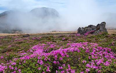 한라산 철쭉