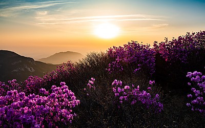 황매산 !
