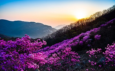 황매산 !