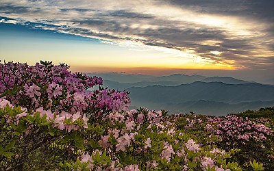 덕유산의 철쭉
