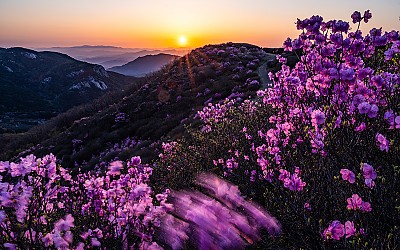 황매산