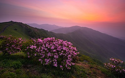 소백산의봄