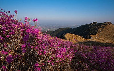 화왕산