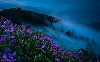 신록