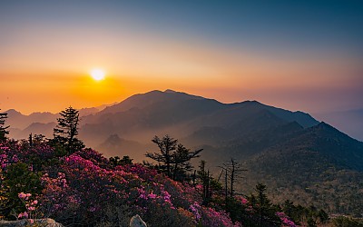 귀떼기청